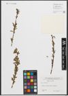 Foto von Salix triandra L.
